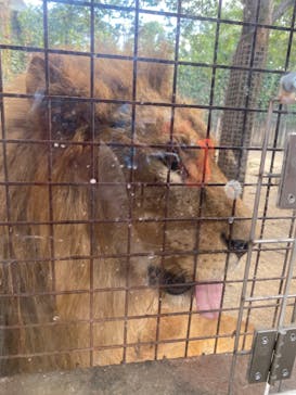 群馬サファリパークに投稿された画像（2023/8/6）