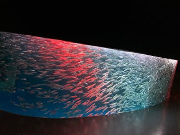 登別マリンパークニクスに投稿された画像（2023/8/6）