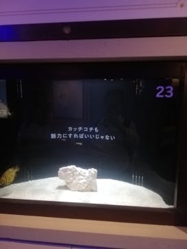 横浜開運水族館 フォーチュンアクアリウムに投稿された画像（2023/8/6）