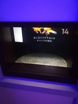 横浜開運水族館 フォーチュンアクアリウムに投稿された画像（2023/8/6）