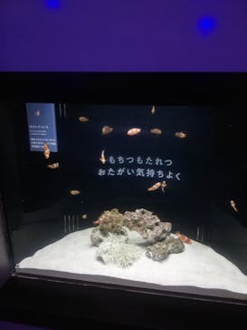 横浜開運水族館 フォーチュンアクアリウムに投稿された画像（2023/8/6）