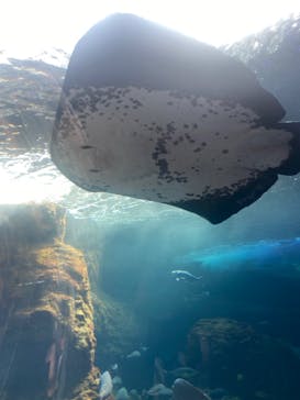 新江ノ島水族館に投稿された画像（2023/8/6）
