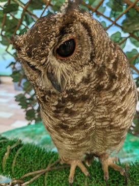 いきもの探検隊湘南に投稿された画像（2023/8/6）