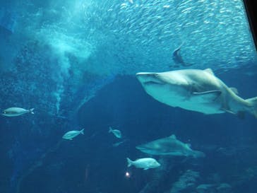 マリンワールド海の中道に投稿された画像（2023/8/6）