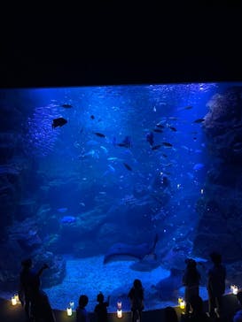 京都水族館に投稿された画像（2023/8/6）