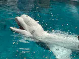 名古屋港水族館に投稿された画像（2023/8/6）
