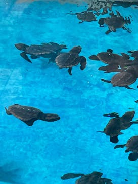 名古屋港水族館に投稿された画像（2023/8/6）