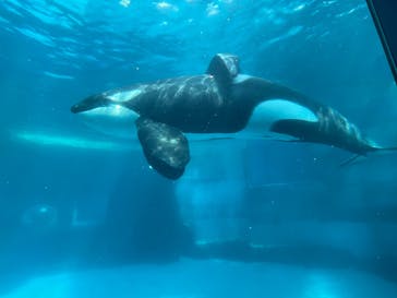 名古屋港水族館に投稿された画像（2023/8/6）