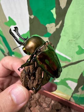 JOYPOLIS 特別イベントスペースに投稿された画像（2023/8/6）