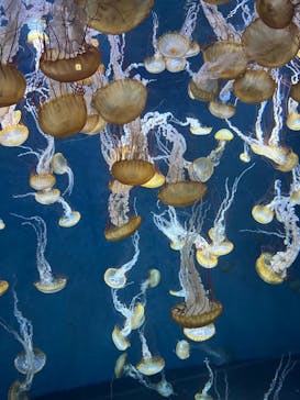 新江ノ島水族館に投稿された画像（2023/8/6）