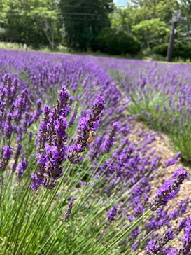 たんばらラベンダーパークに投稿された画像（2023/8/6）