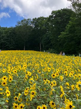 たんばらラベンダーパークに投稿された画像（2023/8/6）