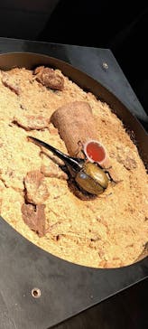 昆虫最強王図鑑展に投稿された画像（2023/8/6）