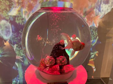 NARA KINGYO MUSEUMに投稿された画像（2023/8/6）