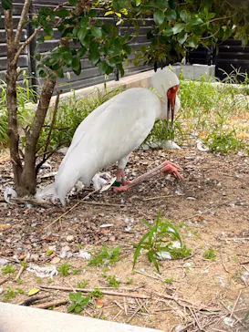 天王寺動物園に投稿された画像（2023/8/6）