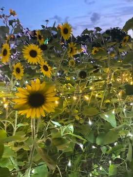 せんだい農業園芸センター　みどりの杜に投稿された画像（2023/8/6）