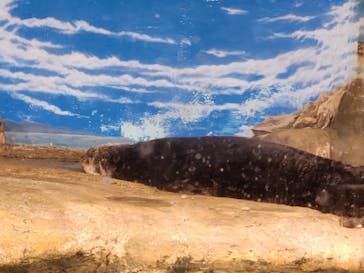 マリンワールド海の中道に投稿された画像（2023/8/6）