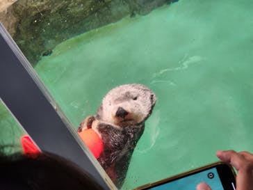 マリンワールド海の中道に投稿された画像（2023/8/6）