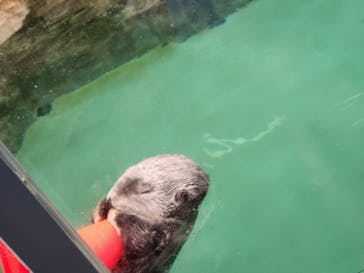 マリンワールド海の中道に投稿された画像（2023/8/6）