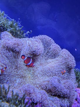 名古屋港水族館に投稿された画像（2023/8/6）