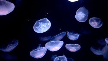 サンシャイン水族館に投稿された画像（2023/8/6）