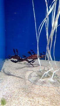 サンシャイン水族館に投稿された画像（2023/8/6）