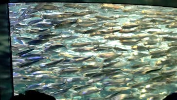 サンシャイン水族館に投稿された画像（2023/8/6）