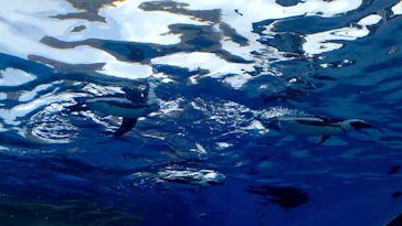 サンシャイン水族館に投稿された画像（2023/8/6）