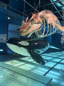 名古屋港水族館に投稿された画像（2023/8/6）