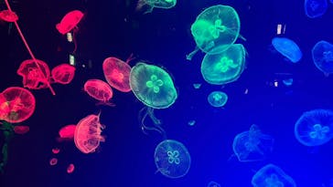 名古屋港水族館に投稿された画像（2023/8/6）