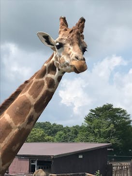 那須サファリパークに投稿された画像（2023/8/6）