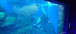 仙台うみの杜水族館に投稿された画像（2023/8/6）