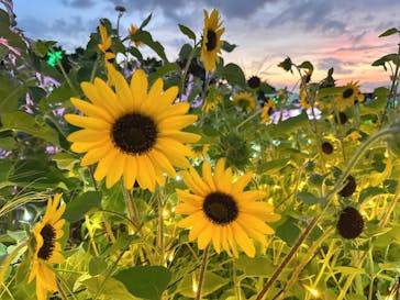 せんだい農業園芸センター　みどりの杜に投稿された画像（2023/8/6）