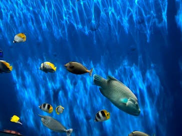 環境水族館アクアマリンふくしまに投稿された画像（2023/8/6）