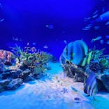 新江ノ島水族館に投稿された画像（2023/8/6）