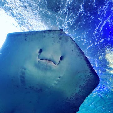 新江ノ島水族館に投稿された画像（2023/8/6）