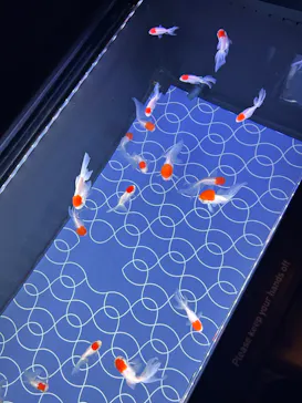 すみだ水族館に投稿された画像（2023/8/6）