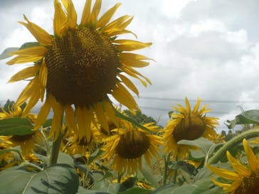 成田ゆめ牧場に投稿された画像（2023/8/6）