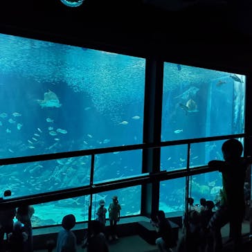 マリンワールド海の中道に投稿された画像（2023/8/6）