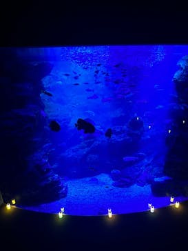 京都水族館に投稿された画像（2023/8/7）