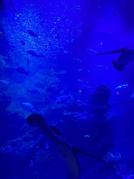 京都水族館に投稿された画像（2023/8/7）