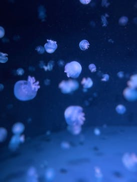 京都水族館に投稿された画像（2023/8/7）