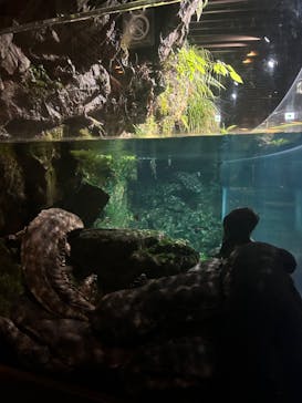 京都水族館に投稿された画像（2023/8/7）