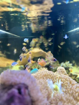 京都水族館に投稿された画像（2023/8/7）