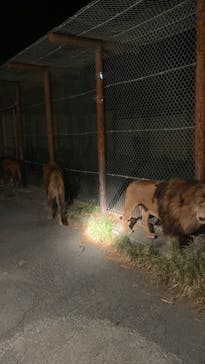 群馬サファリパークに投稿された画像（2023/8/7）