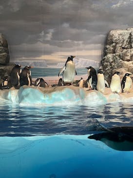 名古屋港水族館に投稿された画像（2023/8/7）