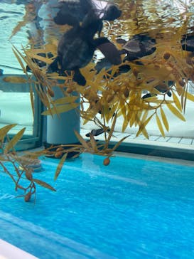 名古屋港水族館に投稿された画像（2023/8/7）