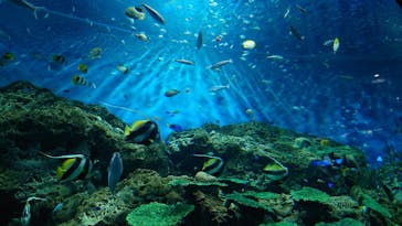 アクアワールド茨城県大洗水族館に投稿された画像（2023/8/7）