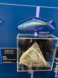 特別展「海　―生命のみなもと―」（国立科学博物館）に投稿された画像（2023/8/7）