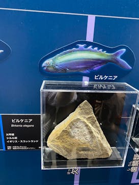 特別展「海　―生命のみなもと―」（国立科学博物館）に投稿された画像（2023/8/7）
